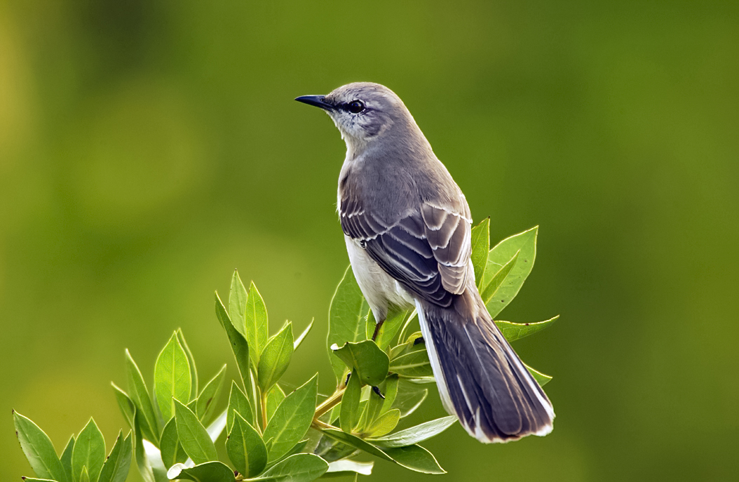 Mimus_polyglottos1 Mimus_polyglottos1